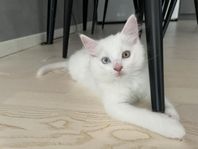 Kattungar till salu – Turkisk Angora-blandning