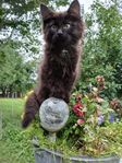 kattungar