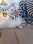Ragdoll-Neva Masquerad-Angora ungkatt