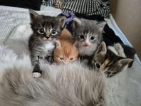 Supersöta kattungar