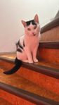 katt 