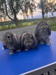 Renrasig dvärgvädur