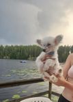 chines crested naken hund hår