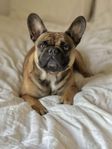 Fransk bulldog
