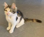 Kattunge hona huskatt semilånghår