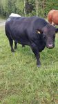 3årig stamboksförd angus