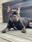 Fransk bulldog