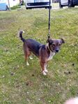 hund