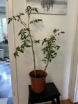 Stor tomatplanta