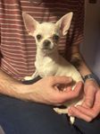 Chihuahua hane