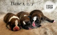 Staffordshire Bullterrier