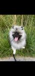 renrasig keeshond med fin stamtavla 