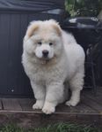 Chow chow valpen Bolt