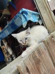 kattunge