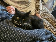 Hankatt söker nytt hem i lugn miljö