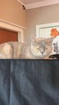 Omplacering super snäll social katt.