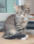 Leveransklara långhåriga ragdoll/maine coon/norsk skogkatt