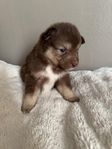 Finsk Lapphundsvalpar med lite Border Collie