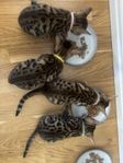 Bengal kattunge