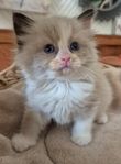 Bedårande Raggdoll kattungar