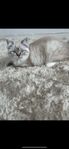 katten