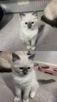 Ragdollkattungar/ mamma söker nya hem