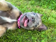Långhåriga franska bulldog  tik valpar – fluffy