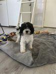 Cavapoo 