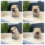 Pomeranian hane SKK