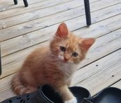 Skogis blandad kattunge