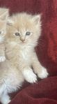 kattunge