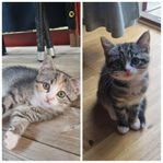 Skogis blandade kattungar 