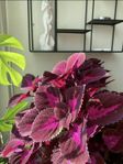 china rose stickling 