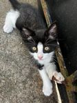 Kattungar 