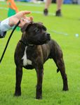 Staffordshire Bullterrier valp 7 mån 