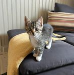 Kattungar