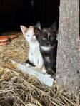 Kattungar flyttklara 1 augusti!