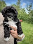Aussiedoodle tik - leveransklar