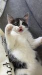 Kattunge vill ha nytt hem