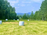 Torrt hösilage (hö) 