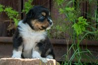 Australian Shepherd valpar med stamtavla