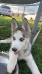 Husky valp