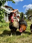 Ungtuppar blandras söker nytt hem
