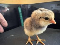 araucana kycklingar