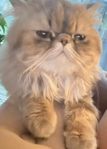 katt