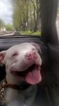 American bully 