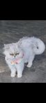 Katt
