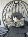 Ragdoll med stamtavla, 13 veckor
