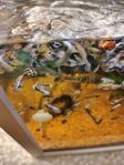 Guppys platinum dumbo mosaik
