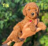 Australian Labradoodle valpar - WALA